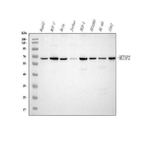 Anti-METAP2 Antibody Picoband® Boster Bio