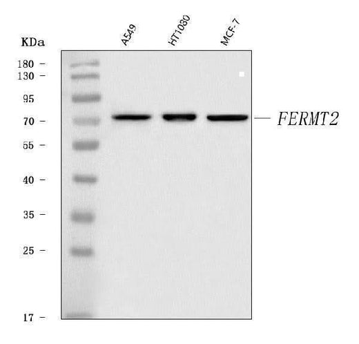 Anti-Kindlin 2/FERMT2 Antibody Picoband® Boster Bio
