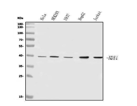 Anti-NDE1 Antibody Picoband® Boster Bio