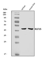 Anti-KLF15 Antibody Picoband® Boster Bio