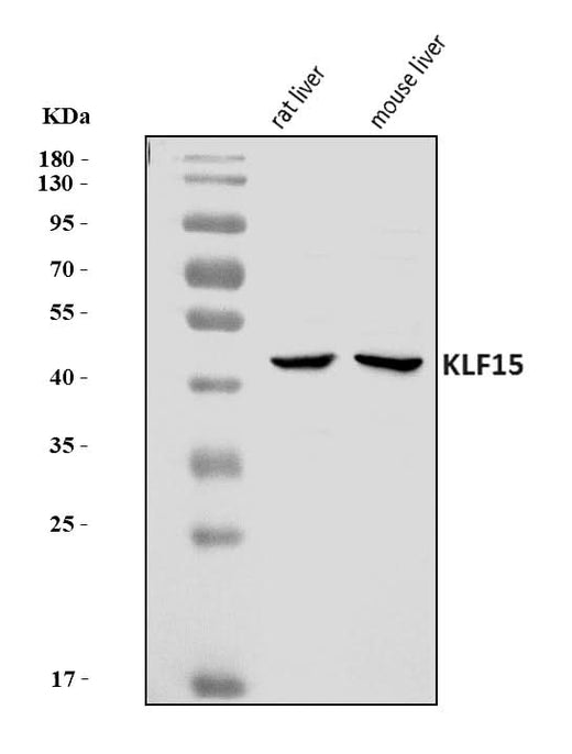 Anti-KLF15 Antibody Picoband® Boster Bio