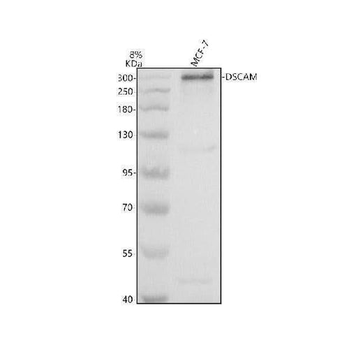 Anti-DSCAM Antibody Picoband® Boster Bio
