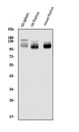 Anti-PSGL-1/Selplg Antibody Picoband® Boster Bio