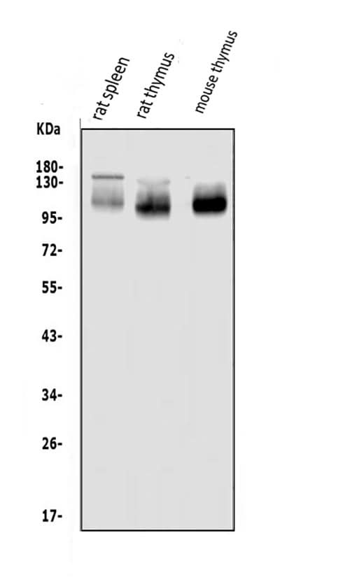 Anti-PSGL-1/Selplg Antibody Picoband® Boster Bio