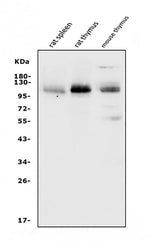 Anti-PSGL-1/Selplg Antibody Picoband® Boster Bio
