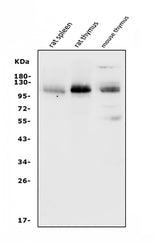 Anti-PSGL-1/Selplg Antibody Picoband® Boster Bio