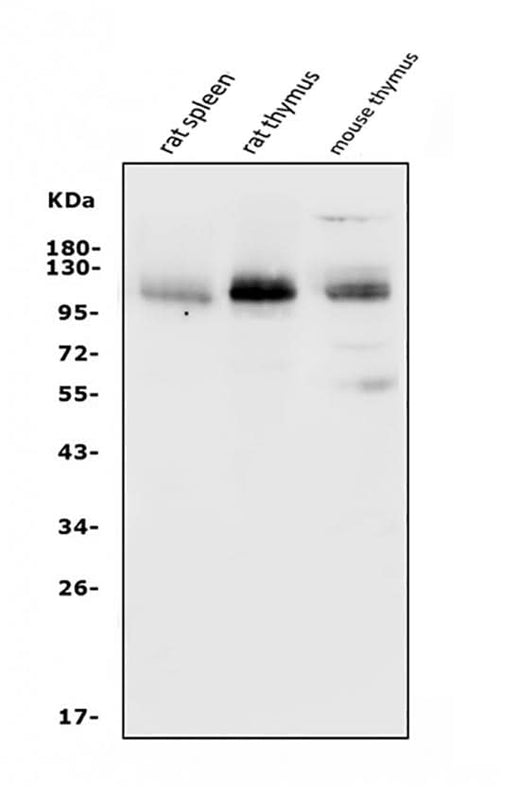 Anti-PSGL-1/Selplg Antibody Picoband® Boster Bio
