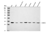 Anti-SURF1 Antibody Picoband® Boster Bio