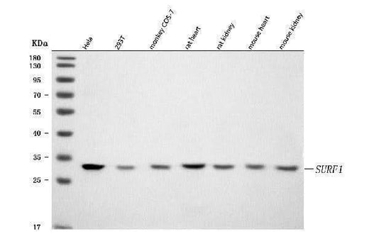 Anti-SURF1 Antibody Picoband® Boster Bio