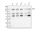 Anti-WAPL/FOE Antibody Picoband® Boster Bio