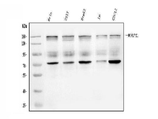 Anti-WAPL/FOE Antibody Picoband® Boster Bio