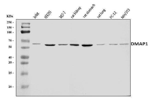 Anti-DMAP1 Antibody Picoband® Boster Bio