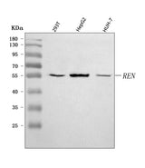 Anti-Renin/REN Antibody Picoband® Boster Bio