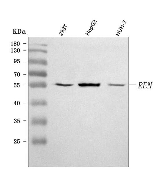 Anti-Renin/REN Antibody Picoband® Boster Bio