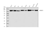 Anti-hnRNP U/p120/HNRNPU Antibody Picoband® Boster Bio
