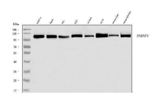 Anti-hnRNP U/p120/HNRNPU Antibody Picoband® Boster Bio