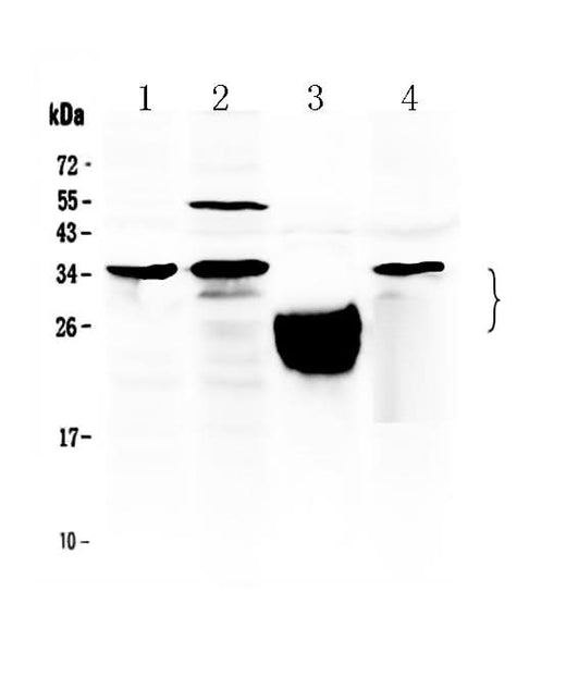 Anti-TFPI2 Antibody Picoband® Boster Bio