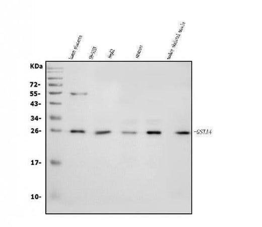 Anti-GSTA4 Antibody Picoband® Boster Bio
