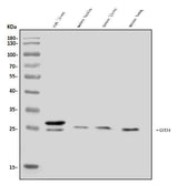 Anti-GSTA4 Antibody Picoband® Boster Bio