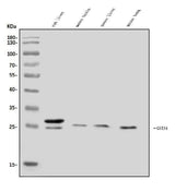Anti-GSTA4 Antibody Picoband® Boster Bio