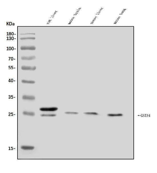 Anti-GSTA4 Antibody Picoband® Boster Bio