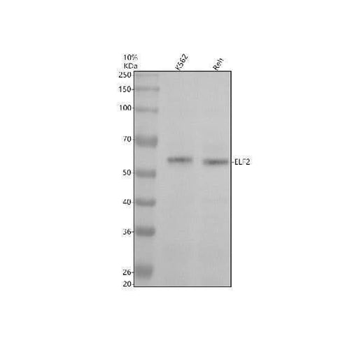 Anti-ELF2 Antibody Picoband® Boster Bio
