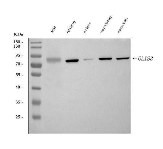 Anti-GLIS3 Antibody Picoband® Boster Bio