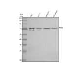 Anti-PAG1 Antibody Picoband® Boster Bio