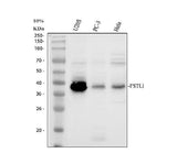 Anti-FSTL1 Antibody Picoband® Boster Bio
