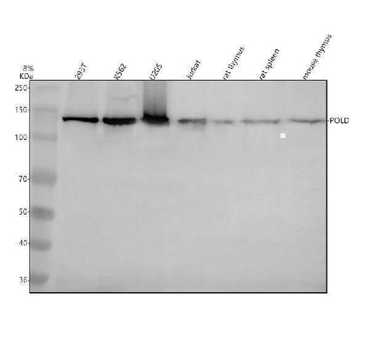 Anti-POLD1 Antibody Picoband® Boster Bio