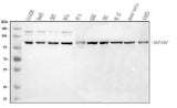 Anti-NUP107 Antibody Picoband® Boster Bio
