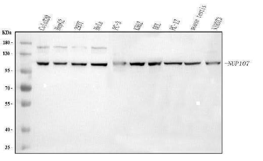 Anti-NUP107 Antibody Picoband® Boster Bio