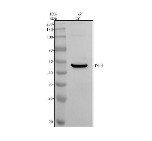 Anti-DHH Antibody Picoband® Boster Bio