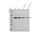 Anti-ADSL Antibody Picoband® Boster Bio