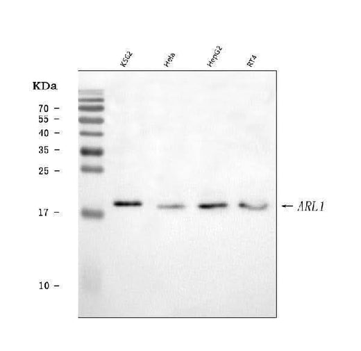 Anti-ARL1 Antibody Picoband® Boster Bio