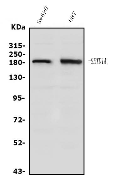 Anti-SET1/SETD1A Antibody Picoband® Boster Bio