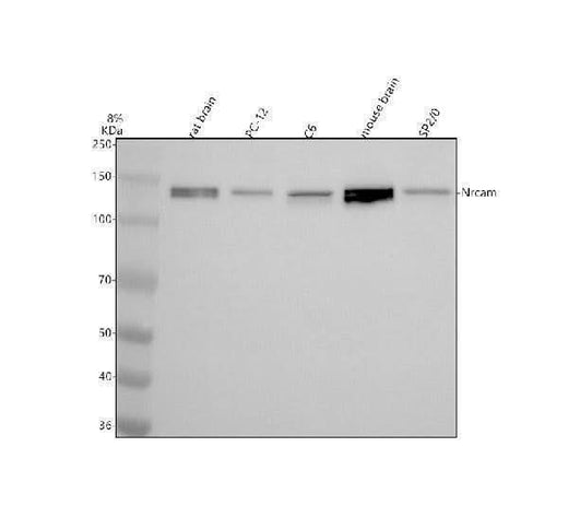 Anti-NRCAM Antibody Picoband® Boster Bio