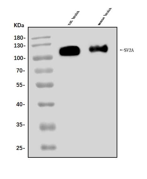 Anti-SV2A Antibody Picoband® Boster Bio
