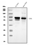 Anti-alpha Internexin/INA Antibody Picoband® Boster Bio
