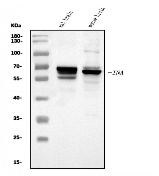 Anti-alpha Internexin/INA Antibody Picoband® Boster Bio