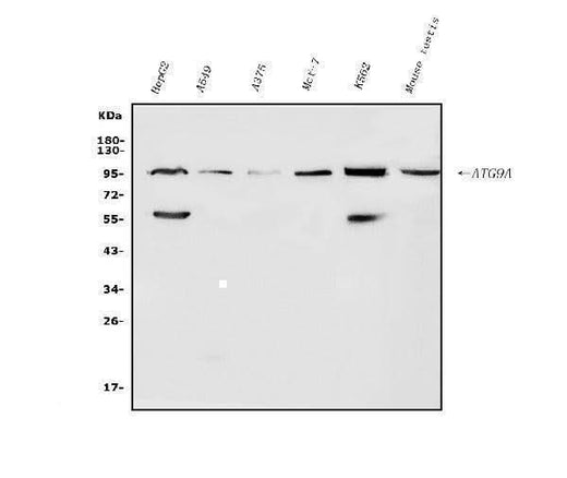 Anti-ATG9A Antibody Picoband® Boster Bio