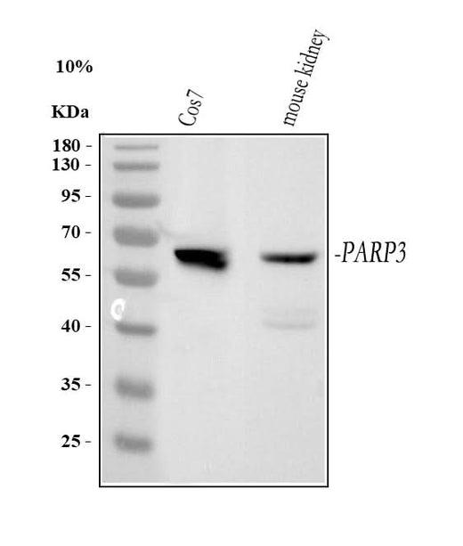 Anti-PARP3 Antibody Picoband® Boster Bio