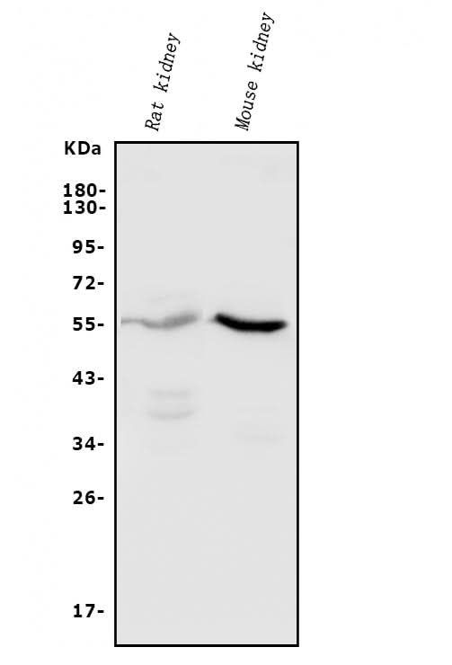Anti-CYP11B1/C11B2/CYP11B2 Antibody Picoband® Boster Bio