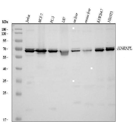 Anti-HnRNP L/HNRNPL Antibody Picoband® Boster Bio