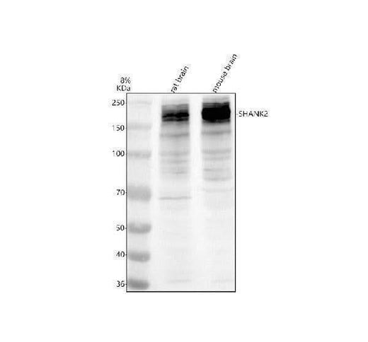 Anti-SHANK2 Antibody Picoband® Boster Bio
