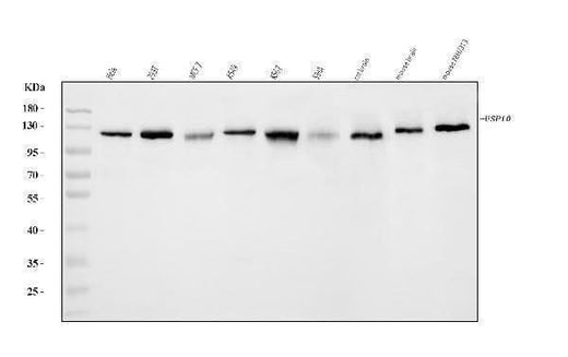 Anti-USP10 Antibody Picoband® Boster Bio