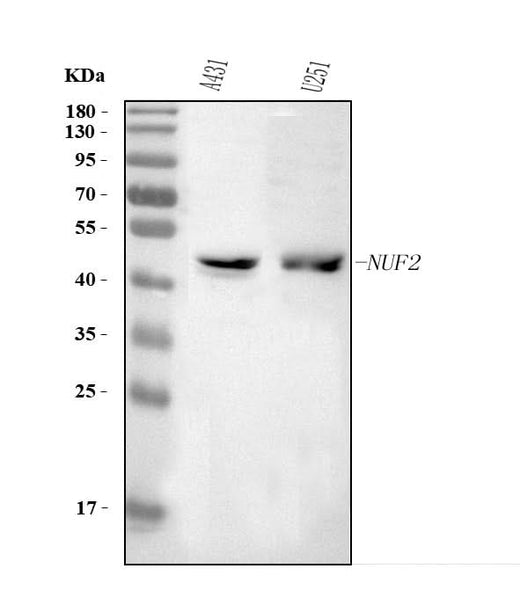 Anti-NUF2 Antibody Picoband® Boster Bio