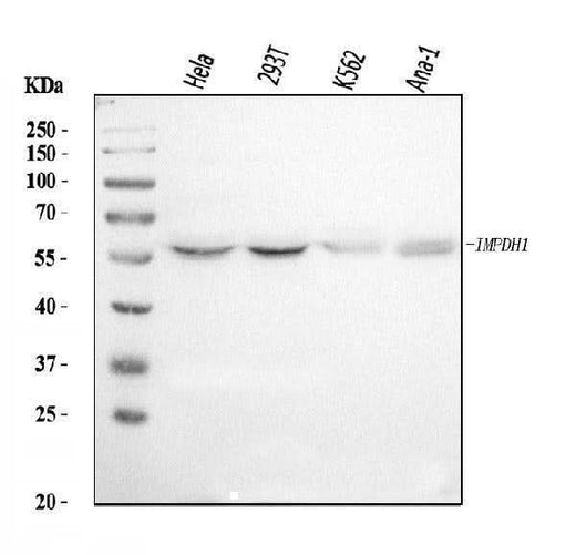 Anti-IMPDH1 Antibody Picoband® Boster Bio