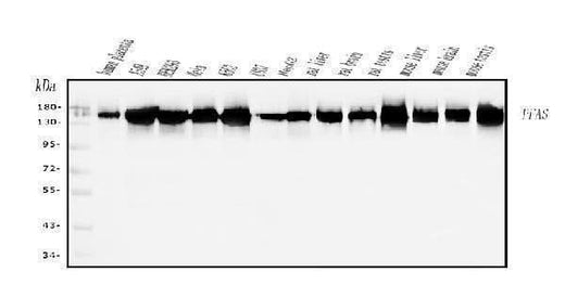Anti-PFAS Antibody Picoband® Boster Bio