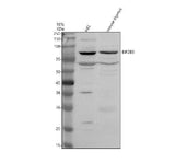 Anti-EIF2B5 Antibody Picoband® Boster Bio